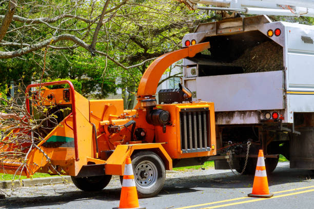 Leaf Removal Services in Allyn, WA